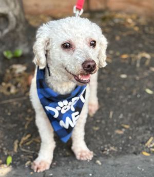 All of our dogs are spayedneutered shots current DHPP Bordetella and Rabies where applicable d
