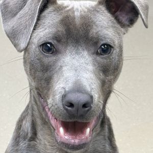 Zeus Pit Bull Terrier Dog