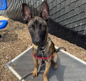 AVAILABLE BY APPOINTMENT ONLY Hi there My name is Beau and Im a 6-month-old neutered Belgian Mal