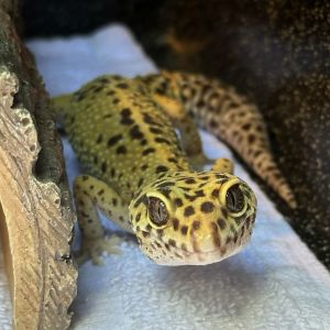 Hey everyone Im Phillipa Im a young female leopard gecko looking for a forever home Im quite 