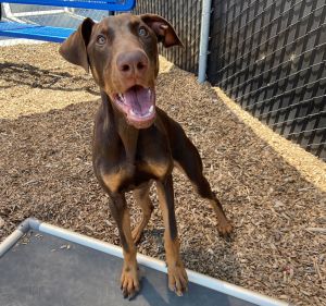 AVAILABLE BY APPOINTMENT ONLY Hello my name is Brownie and Im a 6-month-old neutered Doberman Pi