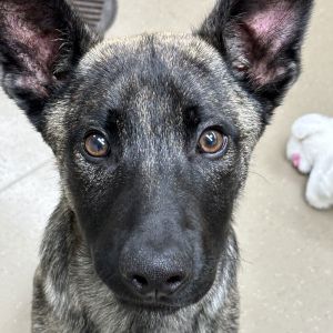 Sterling Shepherd Dog