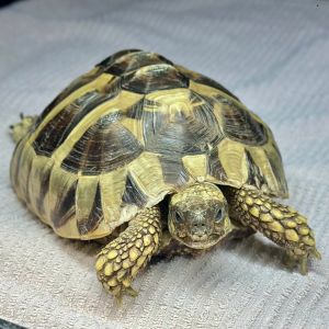 Why hello there Im Miss Pickles Im a 6 year old female Eastern Hermanns tortoise ready to find