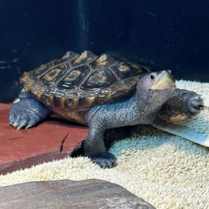 Hi there my name is Darwin and Im a Diamondback Terrapin Did you know that Diamondback terrapins