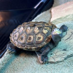 Darwin, Young Male unknown