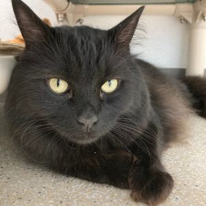 Blue, Adult Male Domestic Short Hair