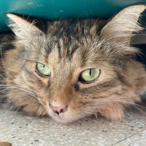 Roxy, Adult Female Domestic Long Hair