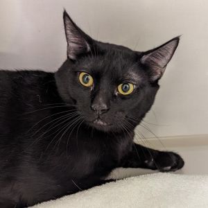 Gato Domestic Short Hair Cat
