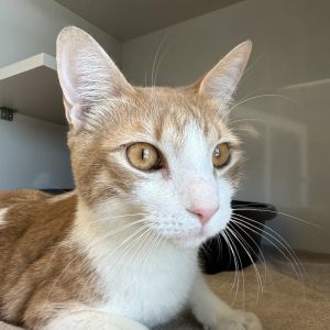 Meet Urban a whiskered whirlwind of energy and charm This playful youngster is always in motion w