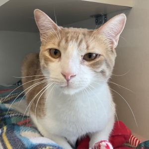 Meet Urban a whiskered whirlwind of energy and charm This playful youngster is always in motion w