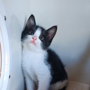 Glenn Miller Domestic Short Hair Cat