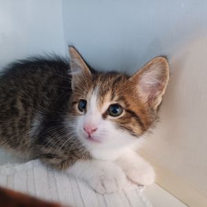 Benny Goodman Domestic Short Hair Cat