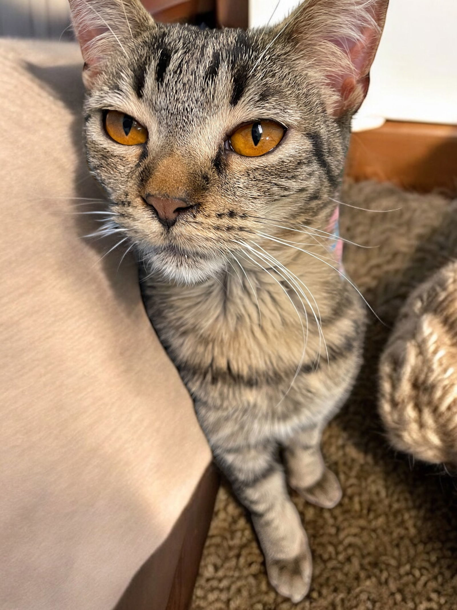 Stella
