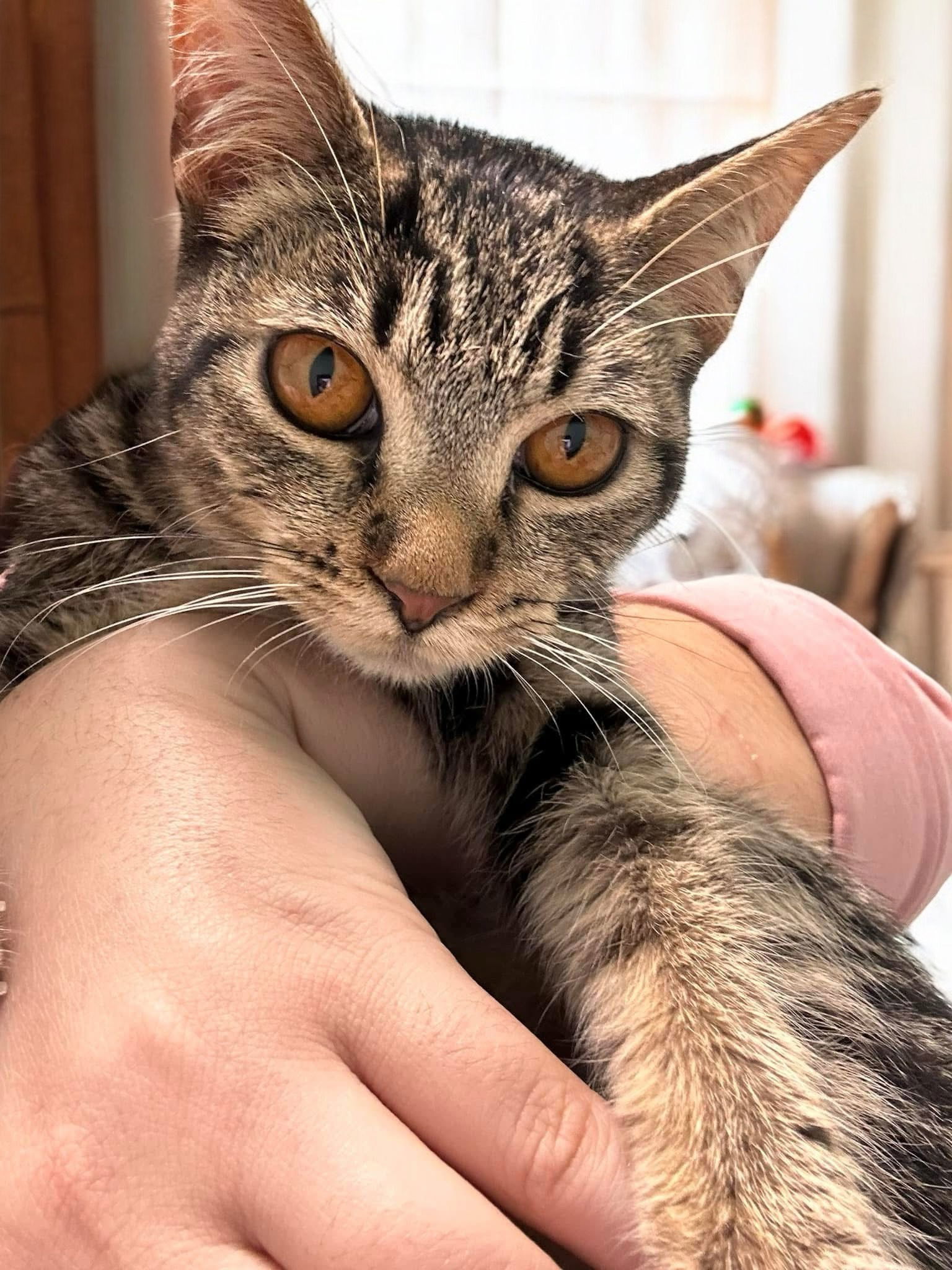 Stella