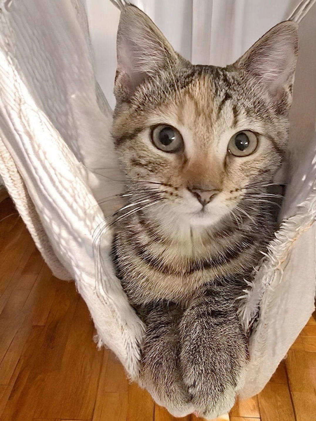 Clover