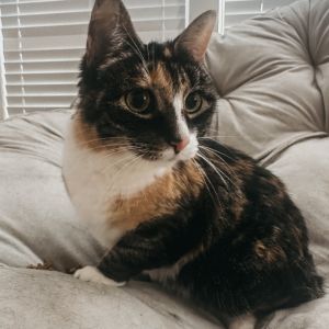 Sissy, Senior Female Domestic Short Hair