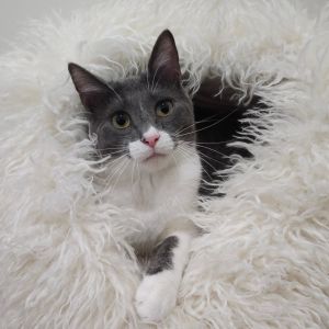 Henry, Young Male Domestic Short Hair