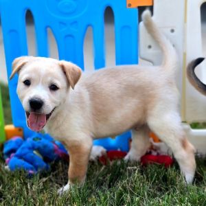 Shaggy, Baby Male Australian Shepherd