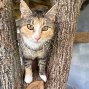 Dawn, Adult Female Domestic Short Hair