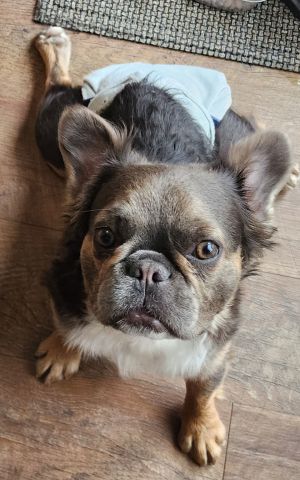 Nelly, Young Female French Bulldog