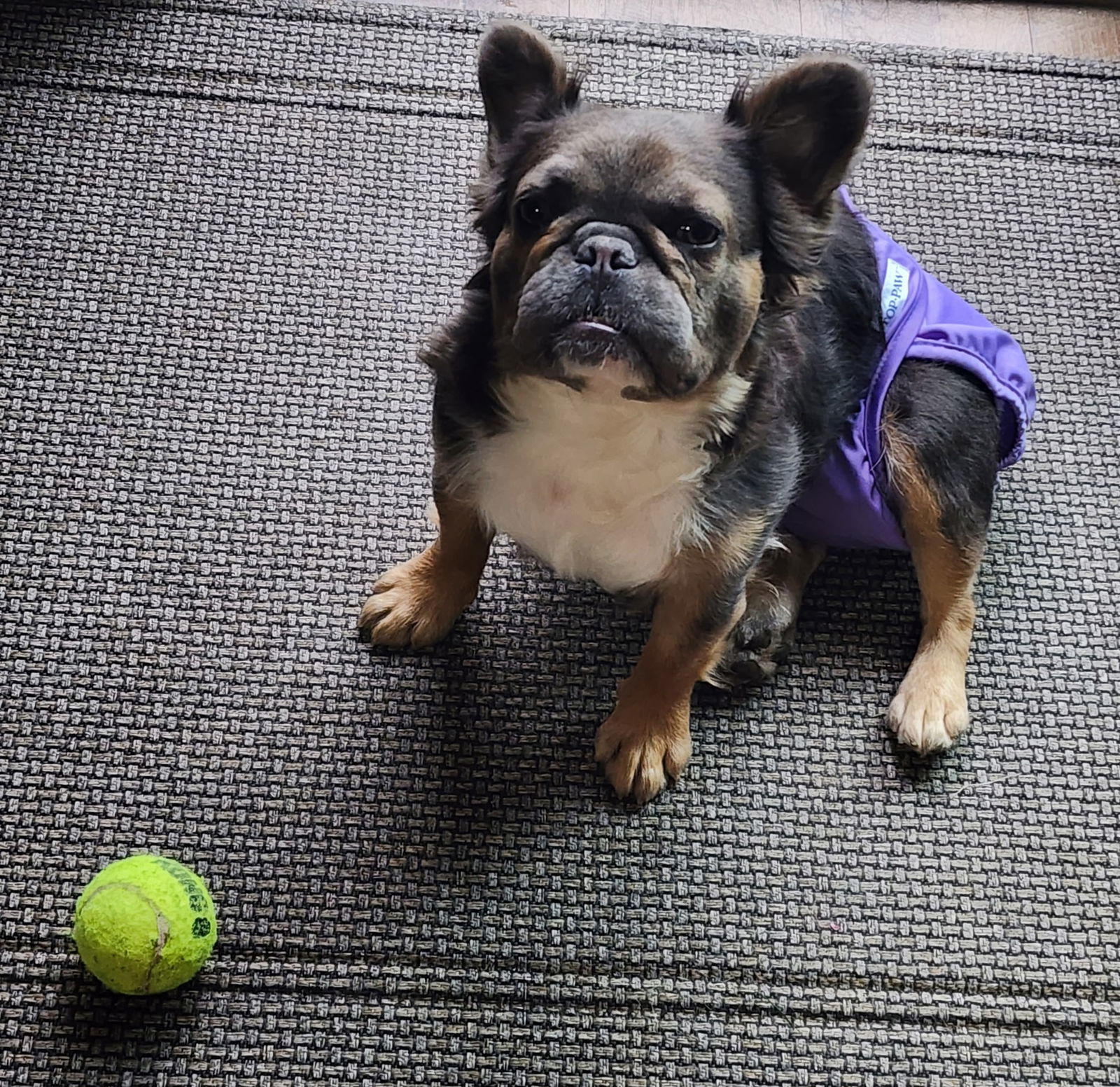 Nelly, an adoptable French Bulldog in Sioux Falls, SD, 57101 | Photo Image 2