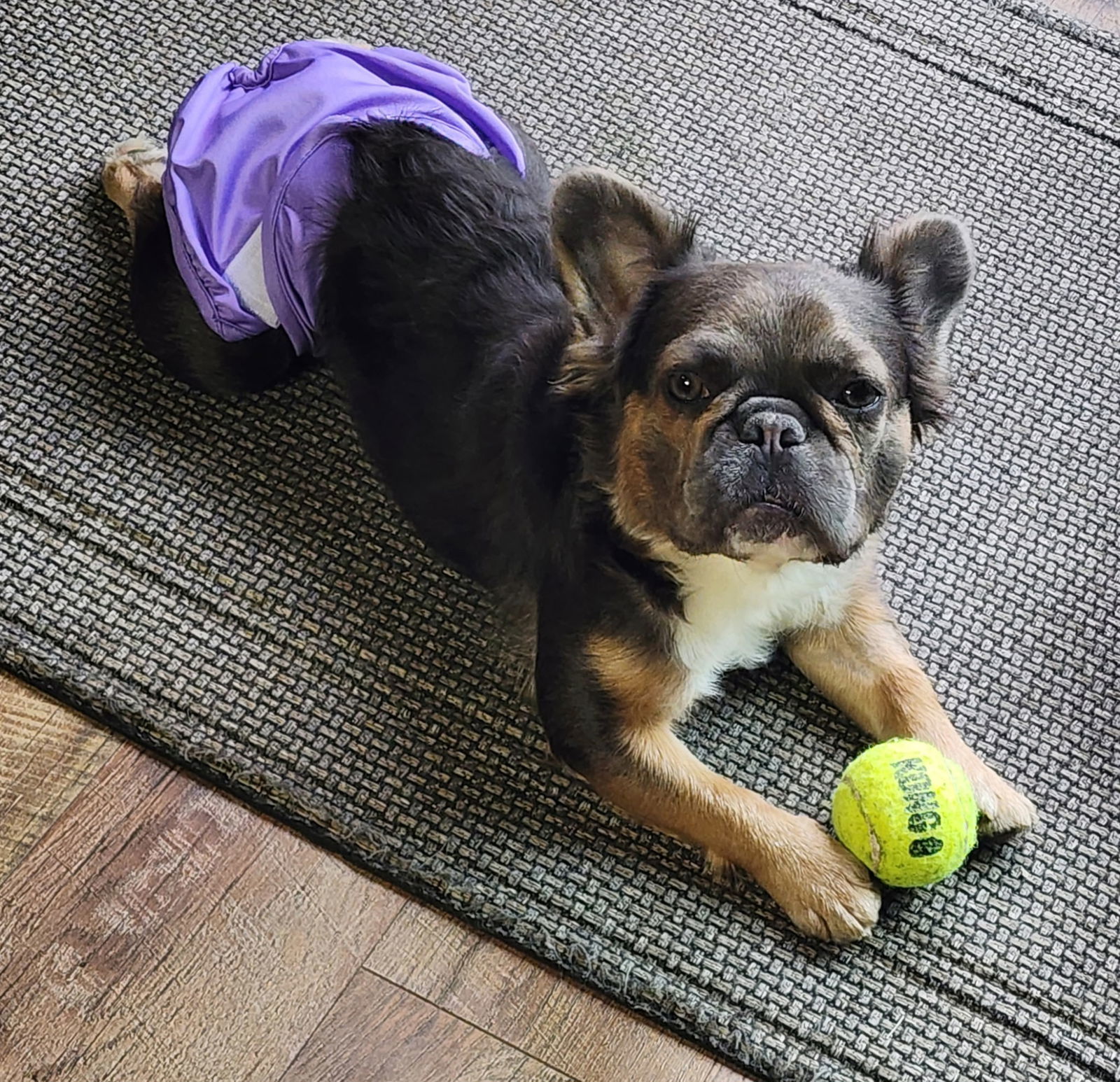 Nelly, an adoptable French Bulldog in Sioux Falls, SD, 57101 | Photo Image 3