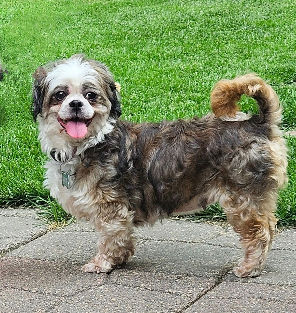 Cherry, an adoptable Shih Tzu in Sioux Falls, SD, 57101 | Photo Image 1