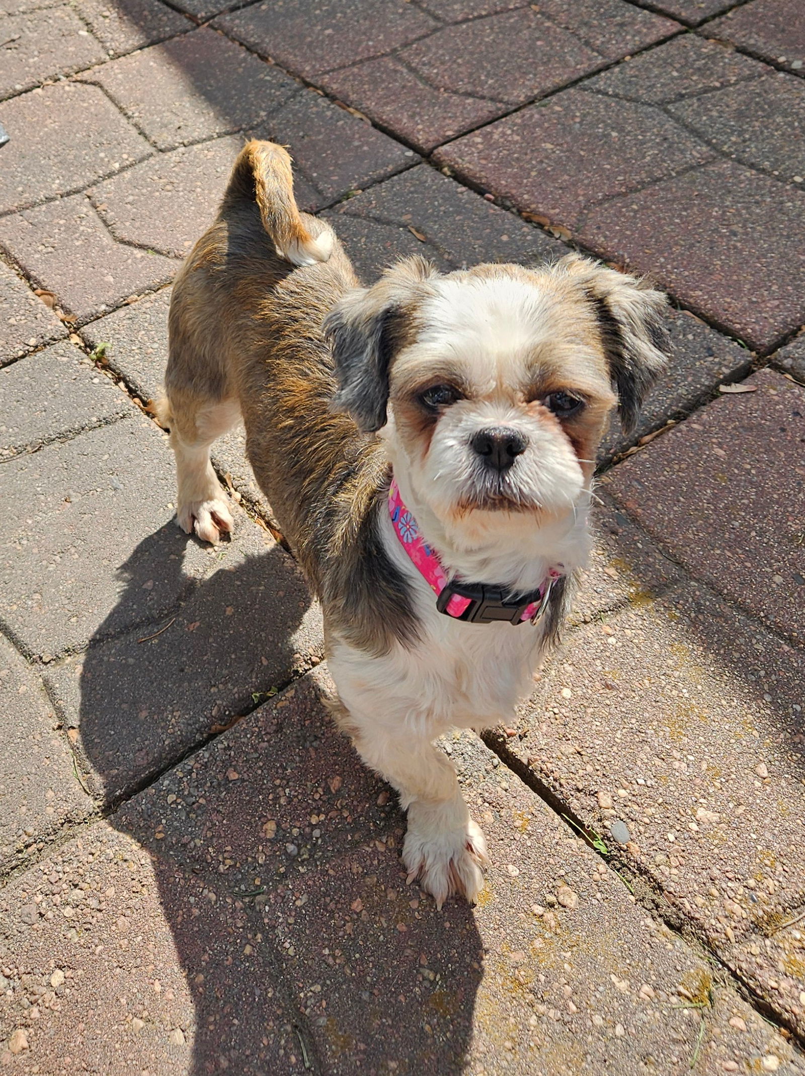 Cherry, an adoptable Shih Tzu in Sioux Falls, SD, 57101 | Photo Image 3