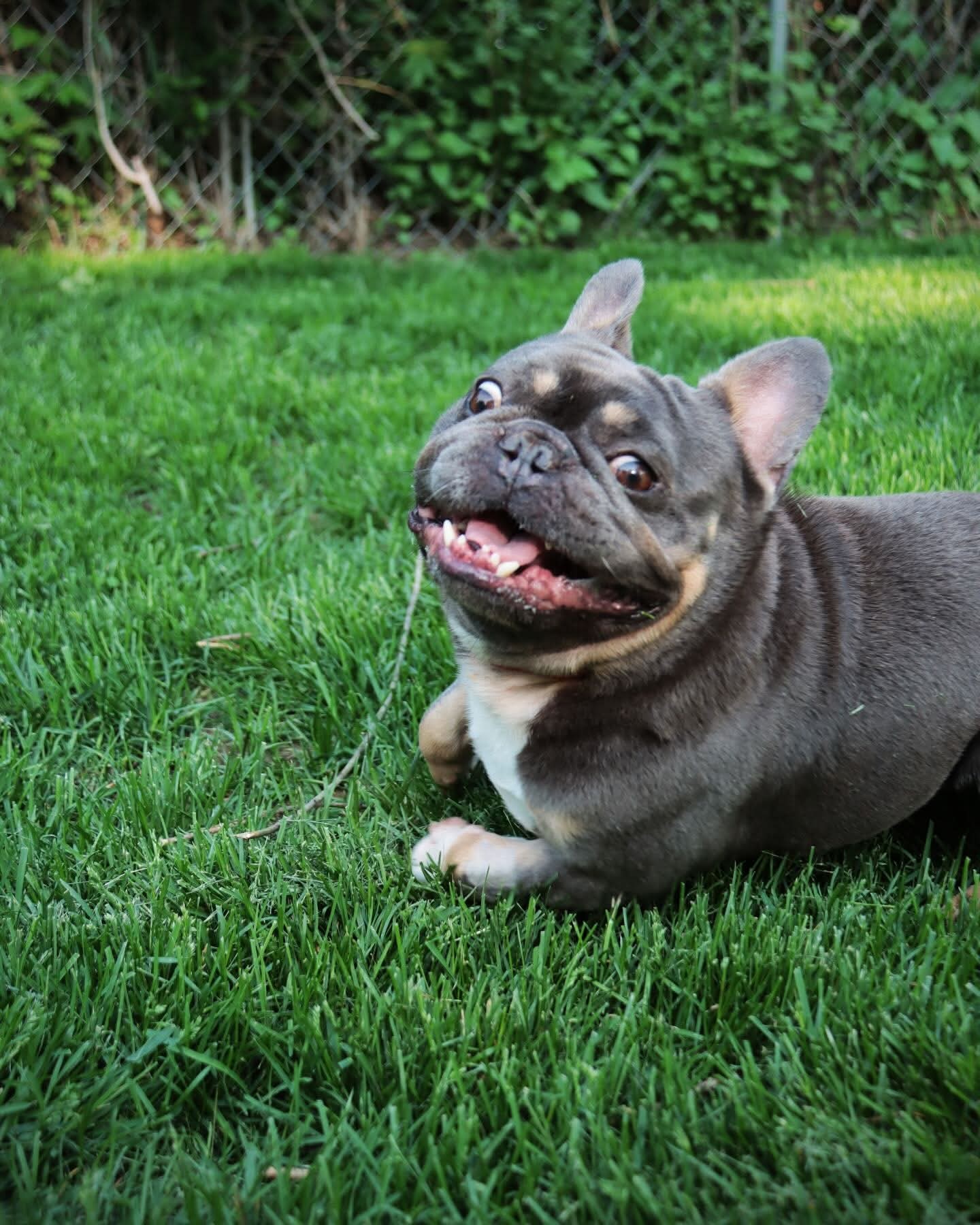 Lucky, an adoptable French Bulldog in Sioux Falls, SD, 57101 | Photo Image 1