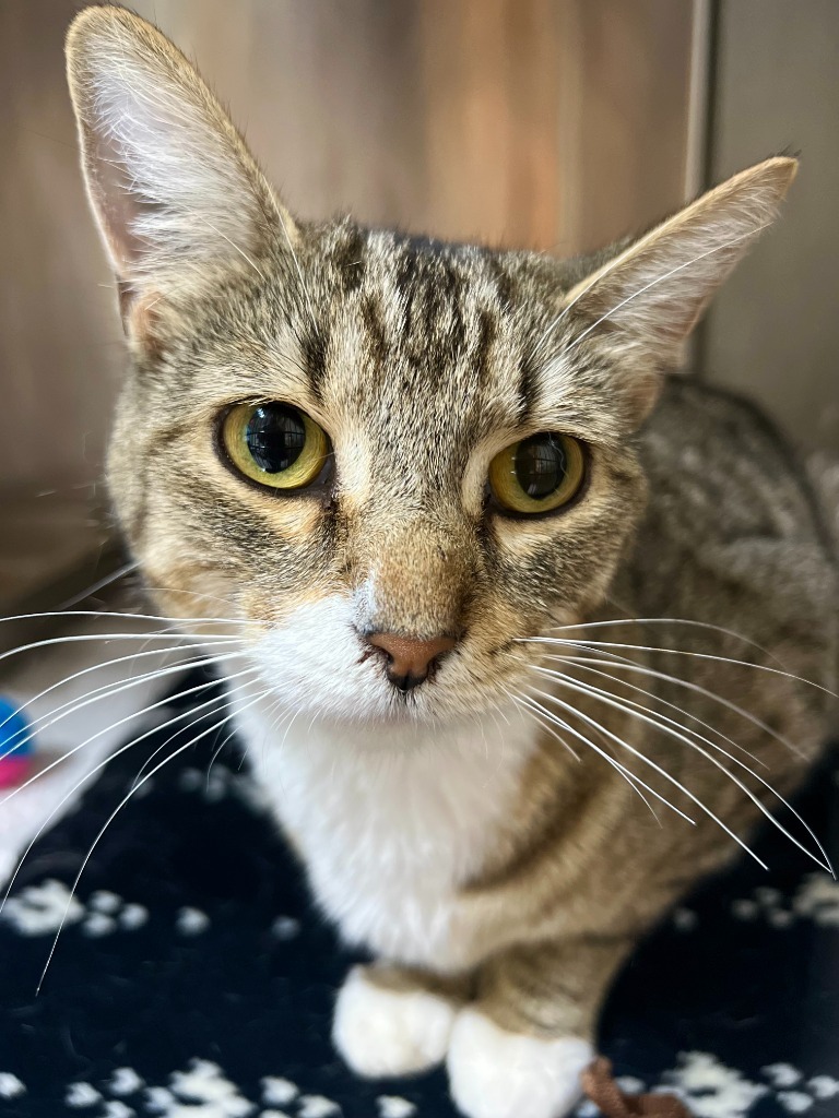 Meowzer