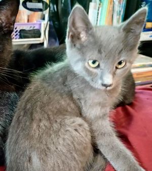 Denny (Preview), Baby Male Russian Blue