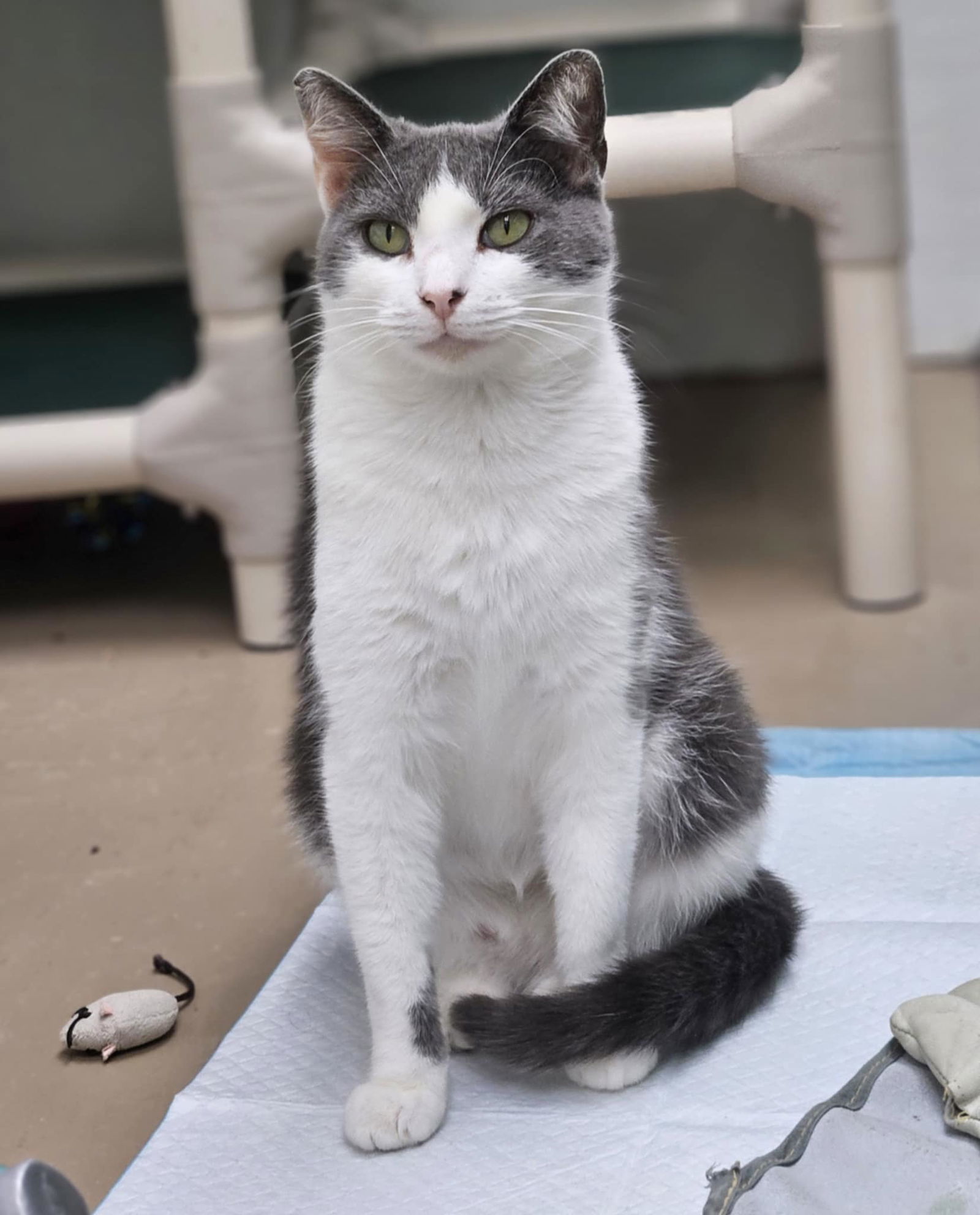 Gracie
