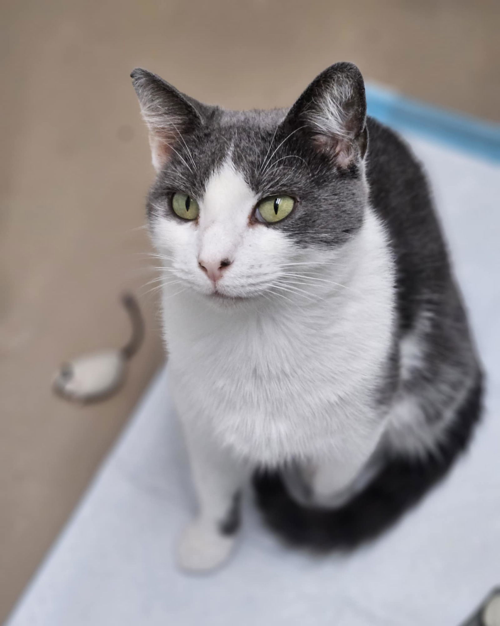 Gracie