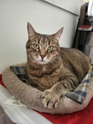 Benny, Adult Male Domestic Short Hair