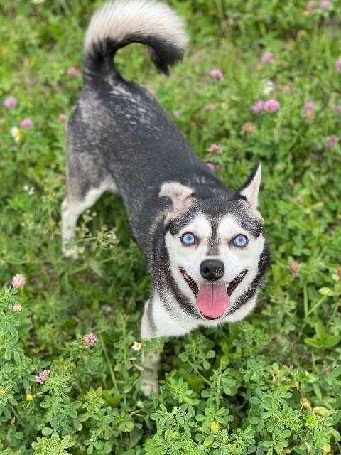 Bell, an adoptable Siberian Husky in Cloquet, MN, 55720 | Photo Image 1
