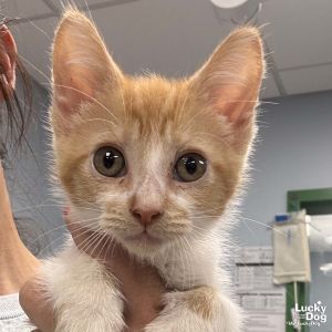 Marmalade, Baby Female Domestic Short Hair