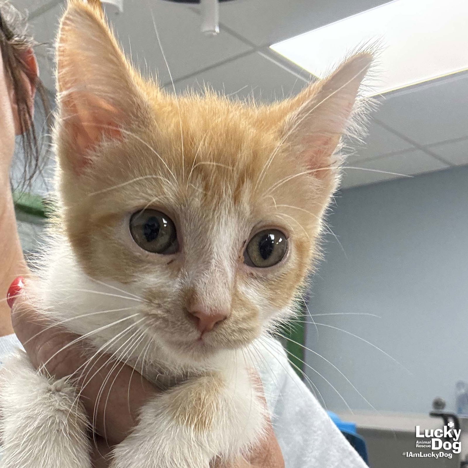 Marmalade