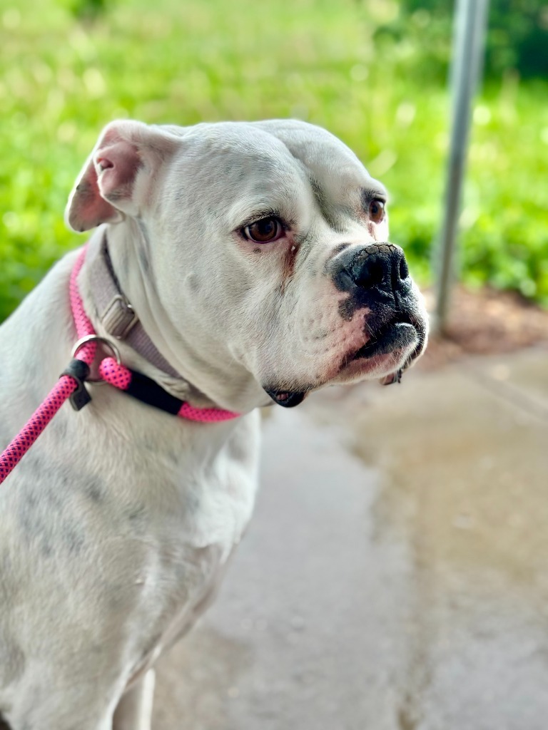 Daphne, an adoptable American Bulldog in Gillette, WY, 82716 | Photo Image 1