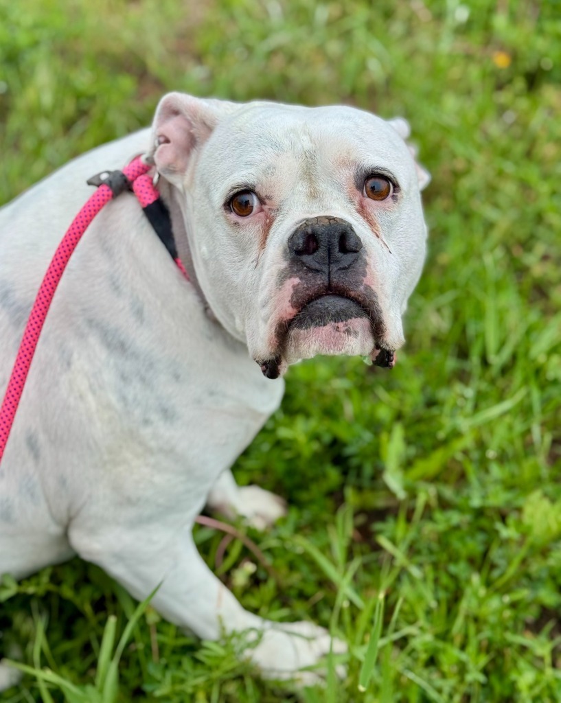 Daphne, an adoptable American Bulldog in Gillette, WY, 82716 | Photo Image 2