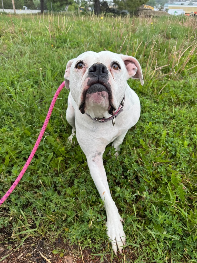 Daphne, an adoptable American Bulldog in Gillette, WY, 82716 | Photo Image 3