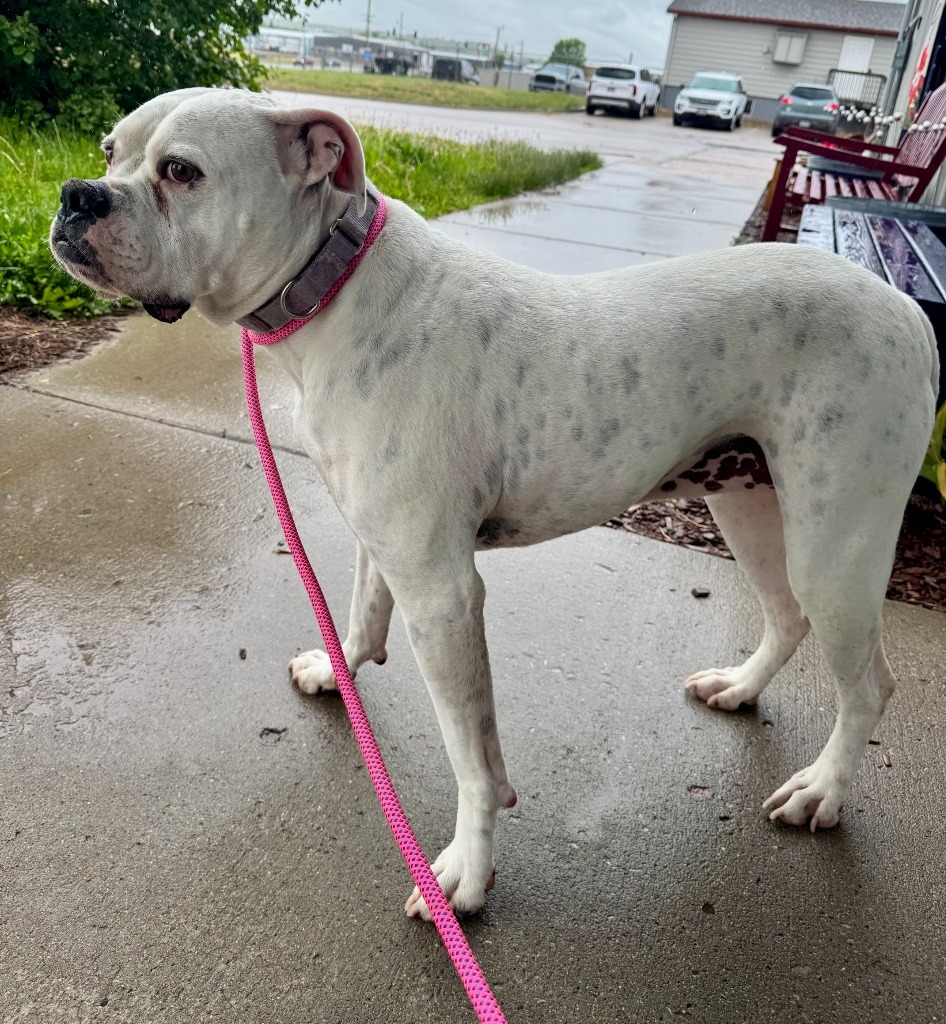 Daphne, an adoptable American Bulldog in Gillette, WY, 82716 | Photo Image 4