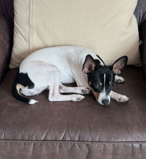 Pepper, Young Female Rat Terrier