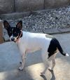 Pepper photo 2