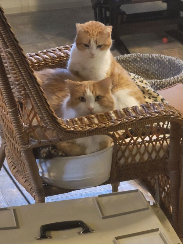 Pet Image