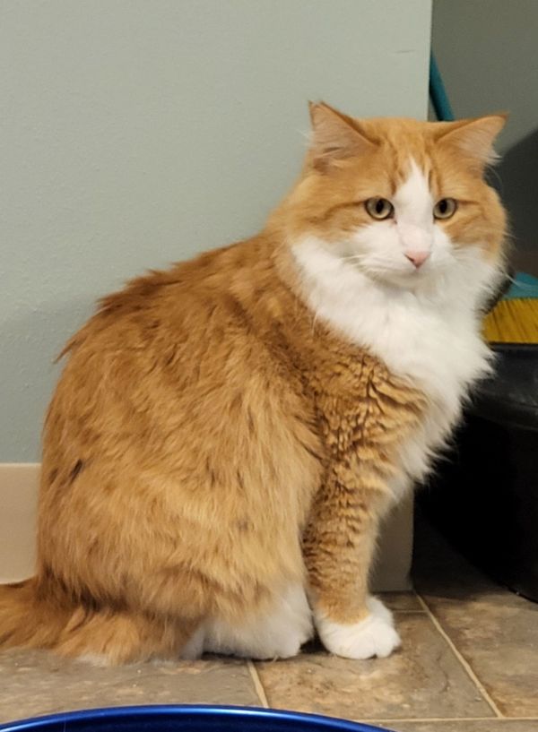 Pet Image