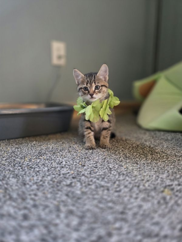 Pet Image