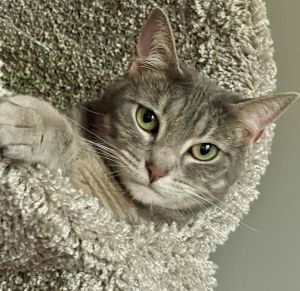 Stella Rose, Adult Female Tabby