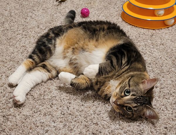 Pet Image
