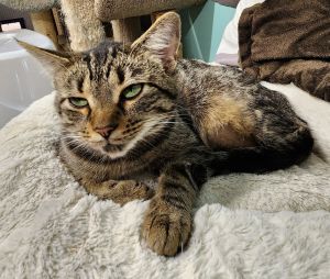 Blinken, Young Female Domestic Short Hair