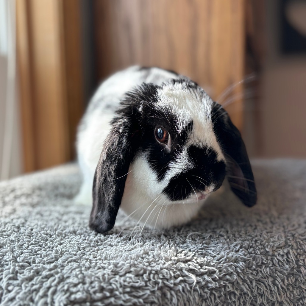 Alice--In Foster
